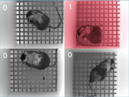 大小鼠瘙痒行为分析仪